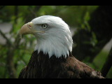 Click to see DSCN6195.JPG
