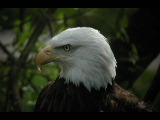 Click to see DSCN6197.JPG