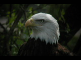 Click to see DSCN6200.JPG