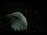 Click to see DSCN6221.JPG