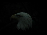 Click to see DSCN6231.JPG