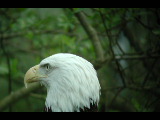 Click to see DSCN6239.JPG