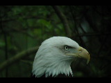 Click to see DSCN6240.JPG