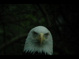 Click to see DSCN6241.JPG