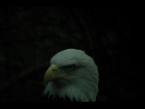 Click to see DSCN6242.JPG