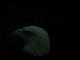 Click to see DSCN6243.JPG