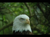 Click to see DSCN6244.JPG
