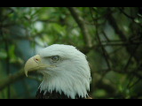Click to see DSCN6245.JPG