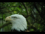 Click to see DSCN6246.JPG
