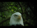 Click to see DSCN6247.JPG