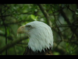 Click to see DSCN6249.JPG