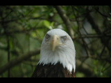 Click to see DSCN6250.JPG