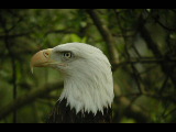 Click to see DSCN6252.JPG