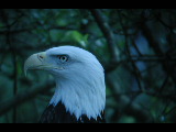 Click to see DSCN6254.JPG