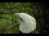 Click to see DSCN6257.JPG