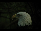 Click to see DSCN6259.JPG