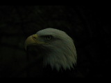 Click to see DSCN6260.JPG