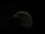 Click to see DSCN6261.JPG