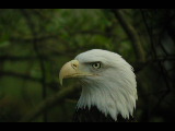 Click to see DSCN6262.JPG