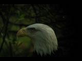 Click to see DSCN6267.JPG