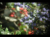 Click to see DSCN6348.JPG