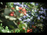 Click to see DSCN6350.JPG