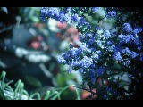 Click to see DSCN6351.JPG
