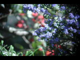 Click to see DSCN6352.JPG