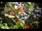 Click to see DSCN6353.JPG