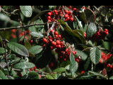 Click to see DSCN6357.JPG