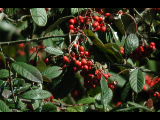 Click to see DSCN6358.JPG