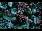 Click to see DSCN6359.JPG