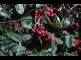Click to see DSCN6360.JPG
