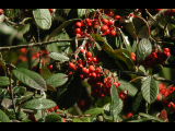 Click to see DSCN6361.JPG